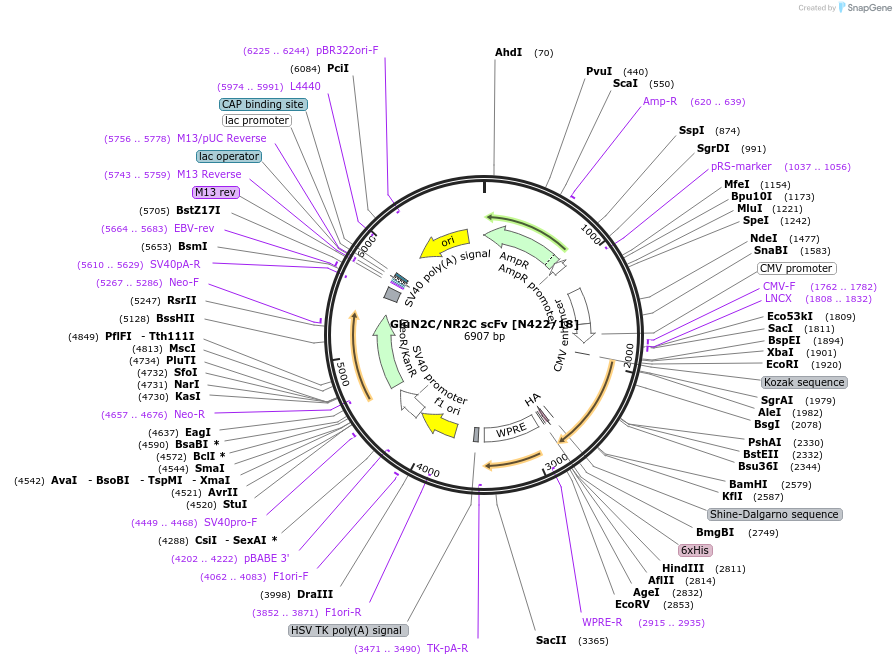206737-plasmid-map-sequence-id-422757