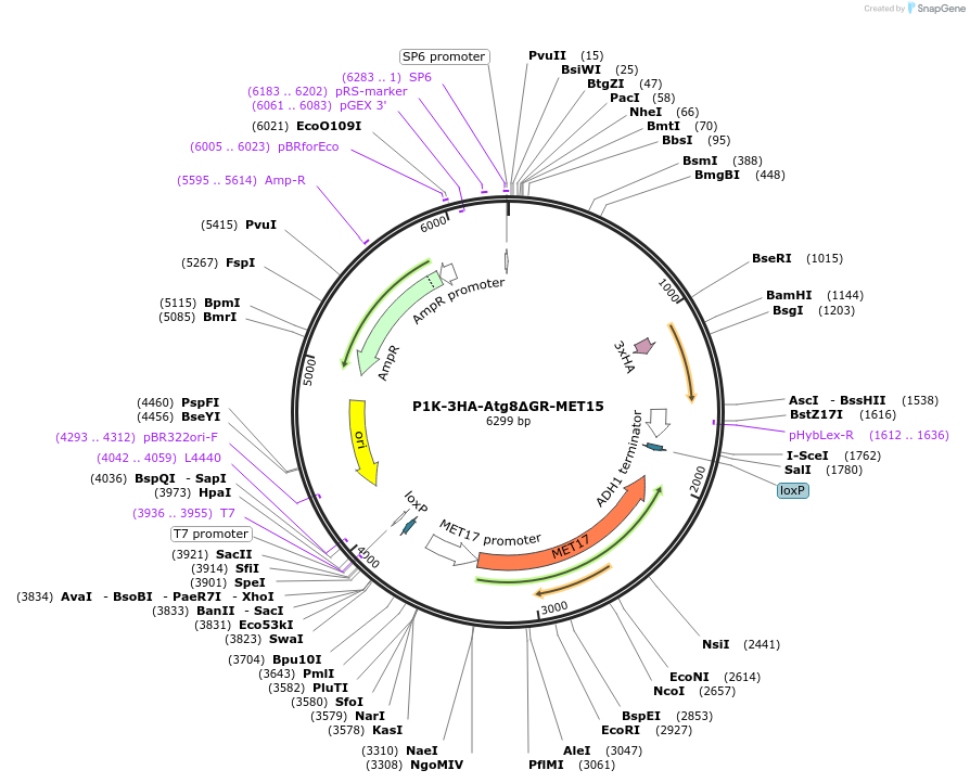 207033-plasmid-map-sequence-id-422763