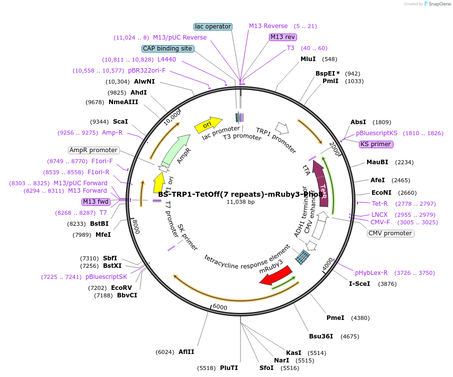 207031-plasmid-map-sequence-id-422772