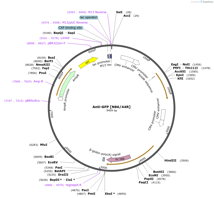 188164-plasmid-map-sequence-id-422781