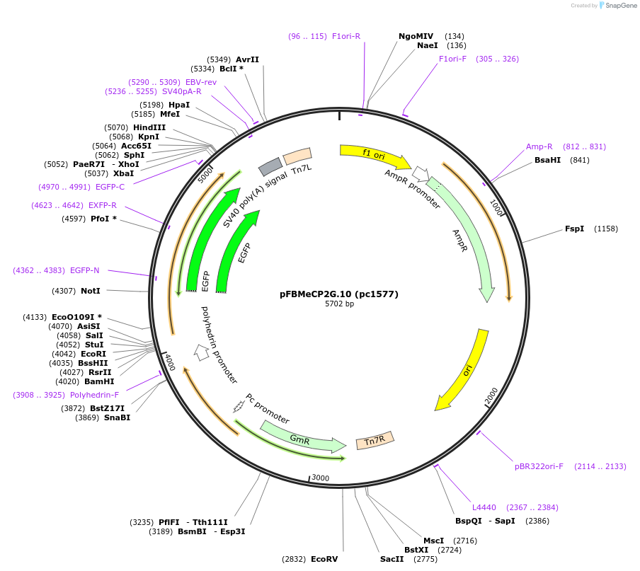 211728-plasmid-map-sequence-id-422786
