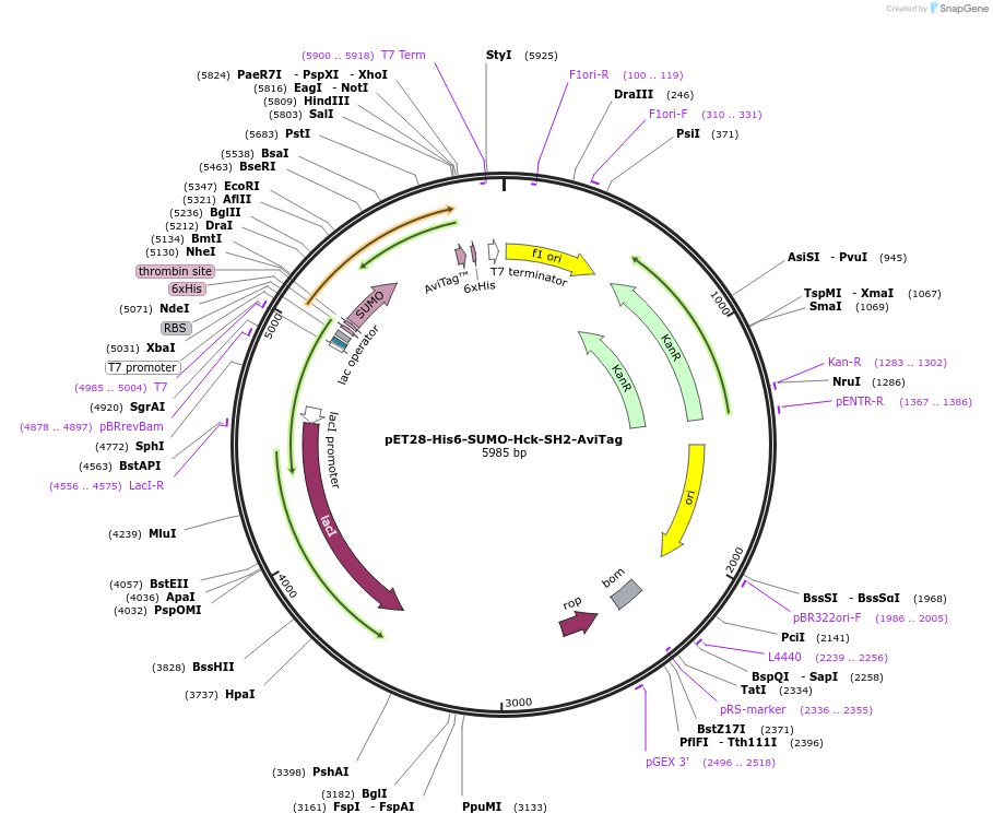 214206-plasmid-map-sequence-id-422790