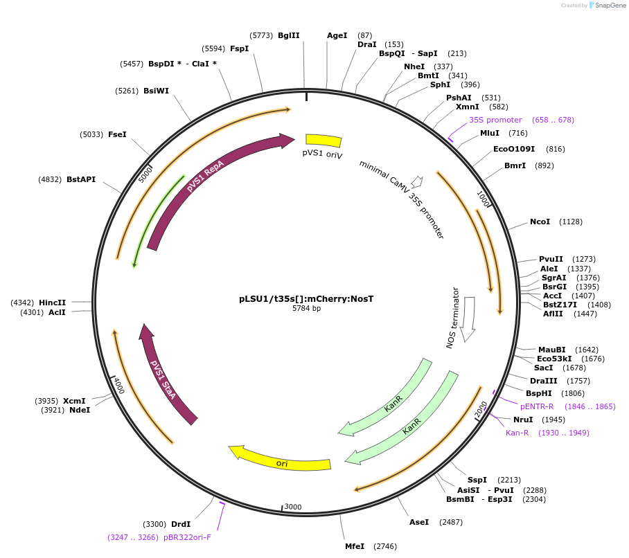 212177-plasmid-map-sequence-id-422821