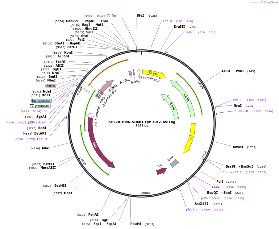 214202-plasmid-map-sequence-id-422824