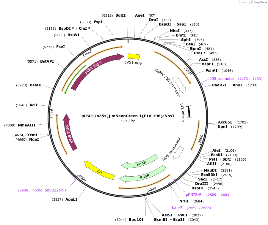 212165-plasmid-map-sequence-id-422825