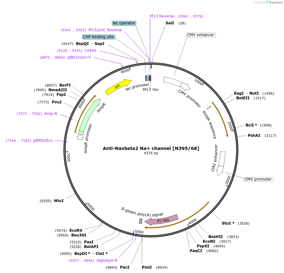 190321-plasmid-map-sequence-id-422830