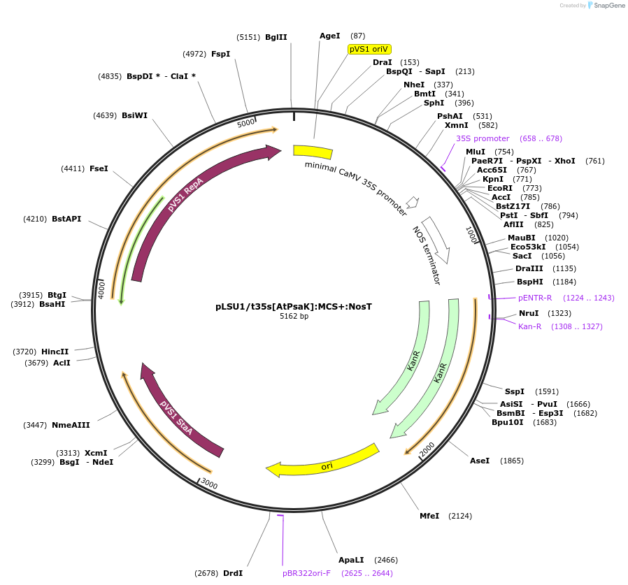 212159-plasmid-map-sequence-id-422849