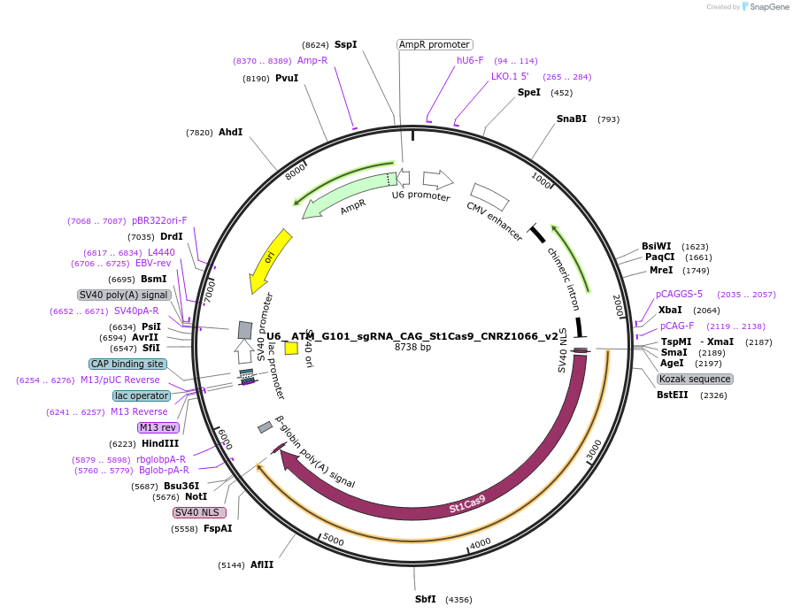 214814-plasmid-map-sequence-id-422874