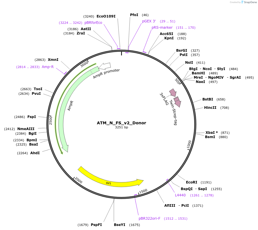 214815-plasmid-map-sequence-id-422878