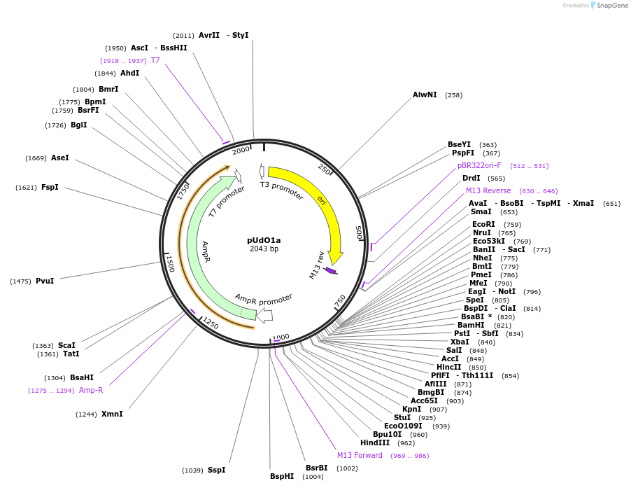 210226-plasmid-map-sequence-id-422885