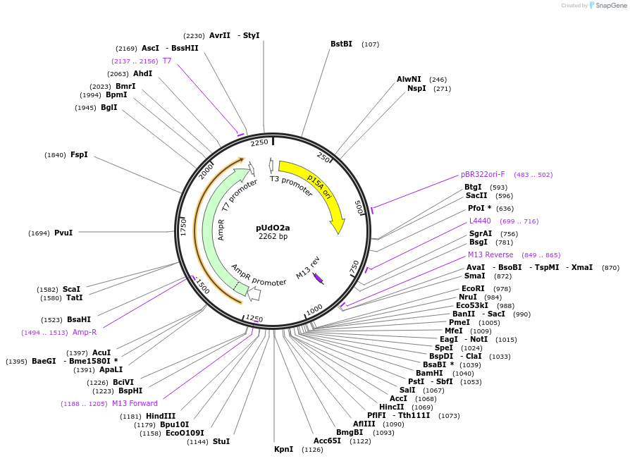 210227-plasmid-map-sequence-id-422886