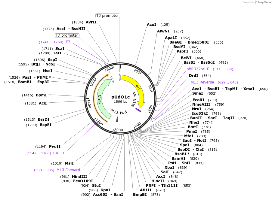 210230-plasmid-map-sequence-id-422891