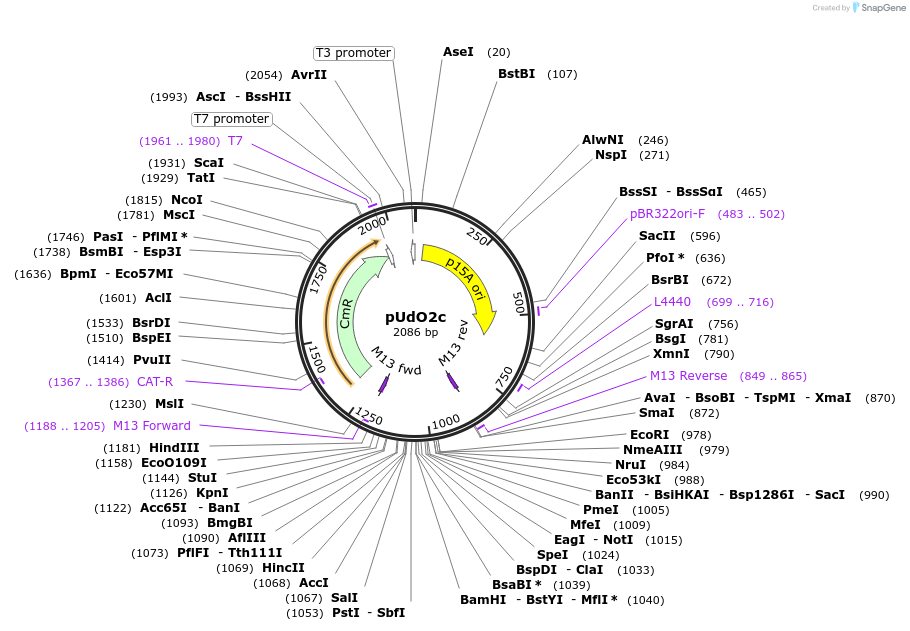 210231-plasmid-map-sequence-id-422892