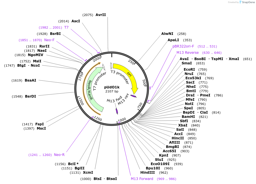 210234-plasmid-map-sequence-id-422893
