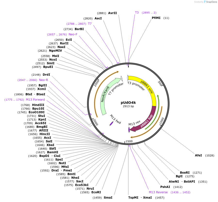 210237-plasmid-map-sequence-id-422894