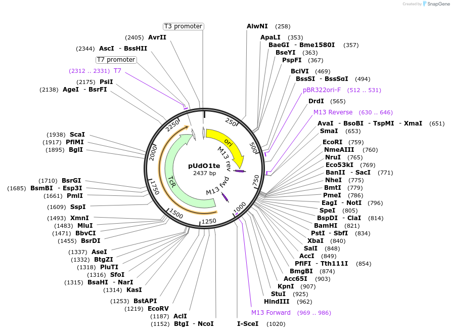210242-plasmid-map-sequence-id-422895