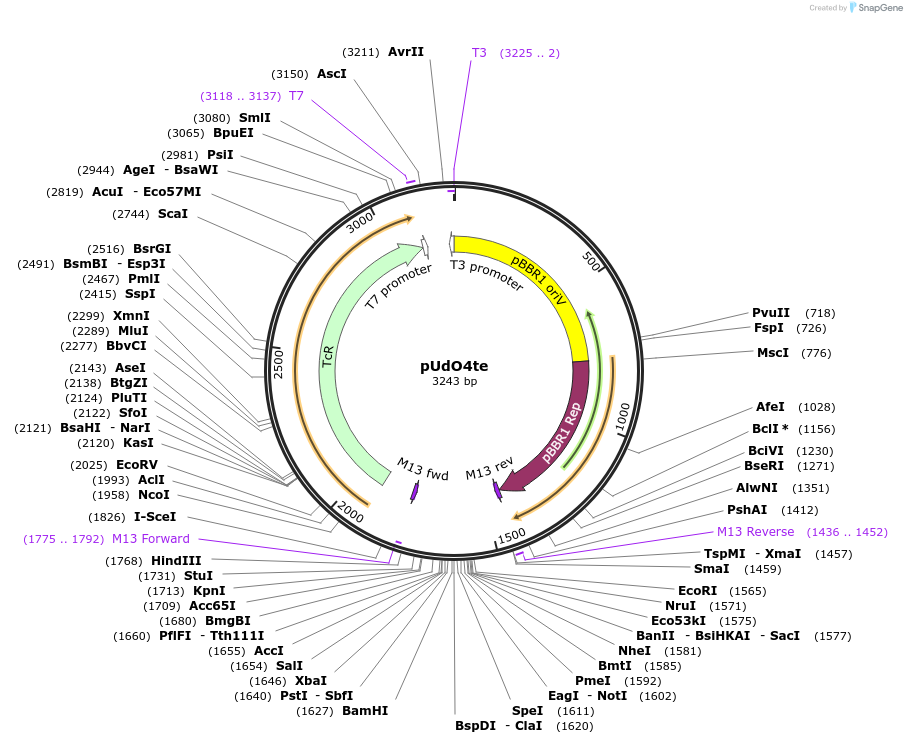 210245-plasmid-map-sequence-id-422898