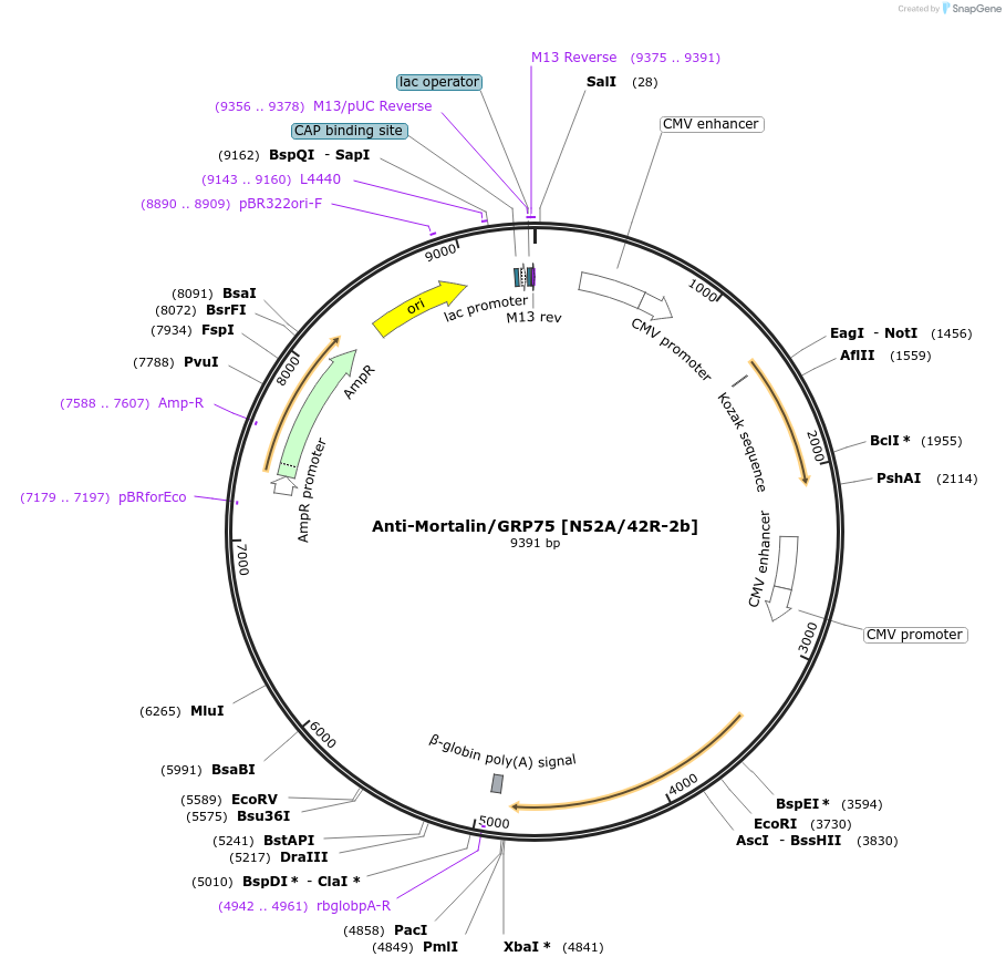 199416-plasmid-map-sequence-id-422901