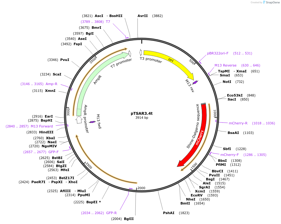 210256-plasmid-map-sequence-id-422904