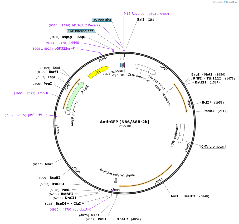 199419-plasmid-map-sequence-id-422905