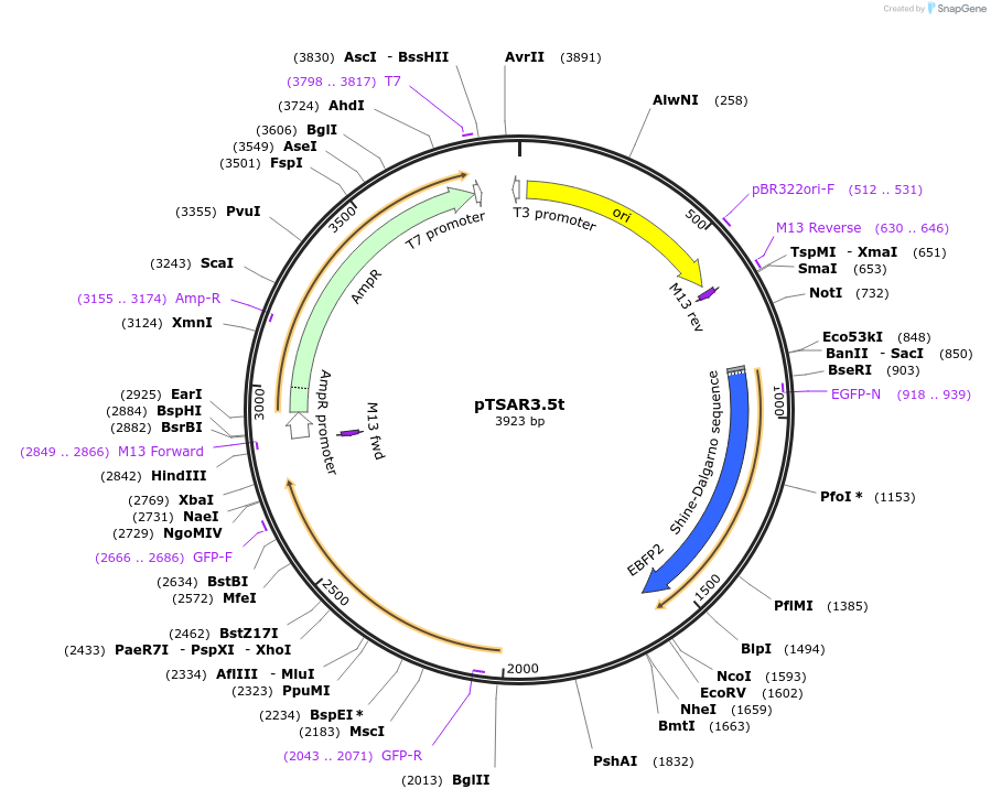 210257-plasmid-map-sequence-id-422906