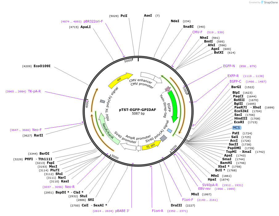213704-plasmid-map-sequence-id-422910