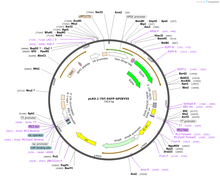 213707-plasmid-map-sequence-id-422939