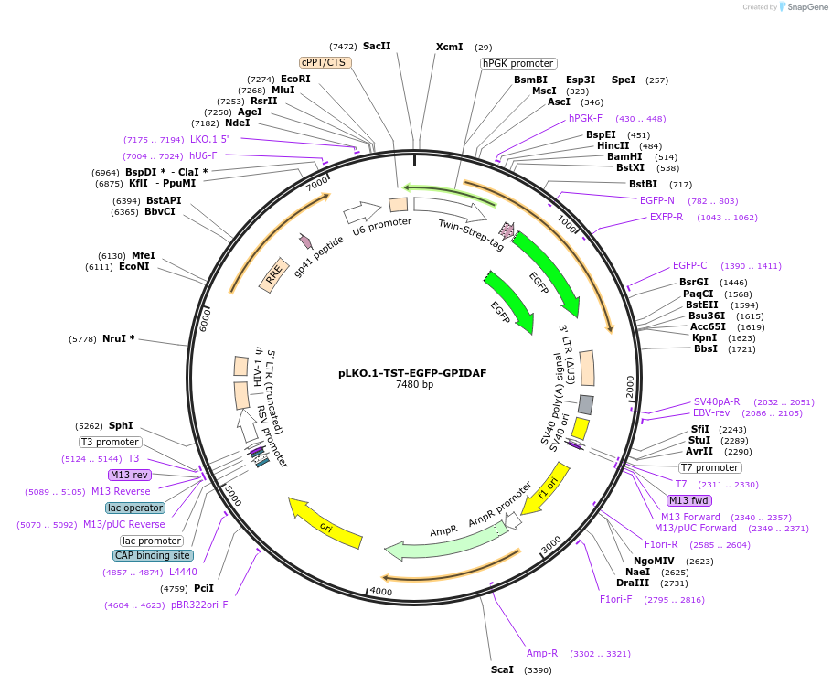 213708-plasmid-map-sequence-id-422941
