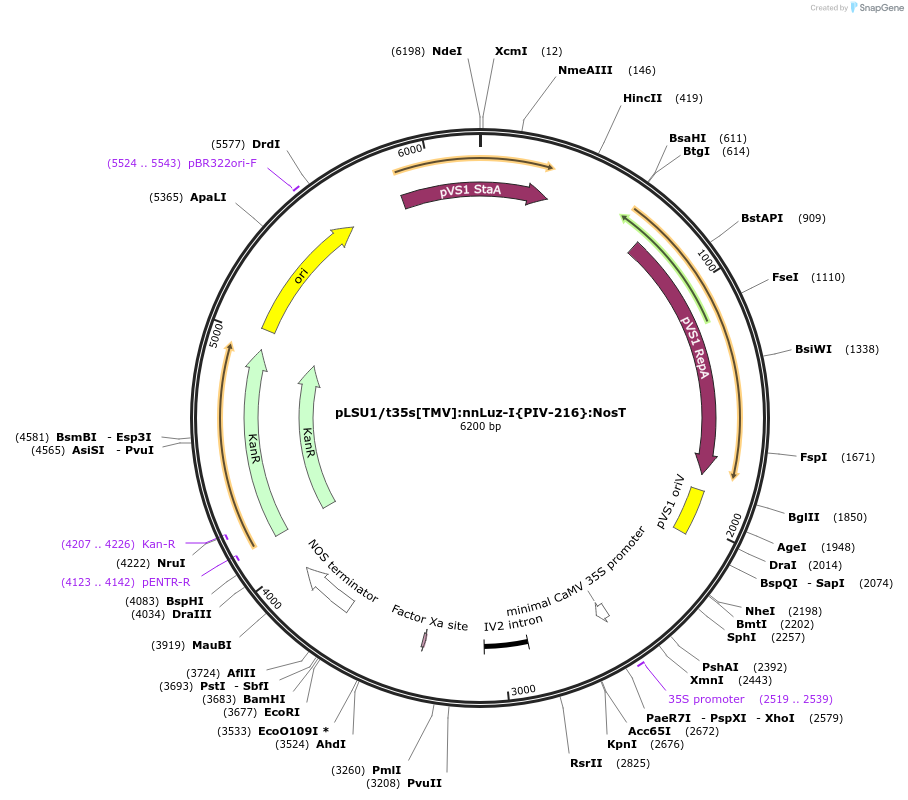 212185-plasmid-map-sequence-id-422953