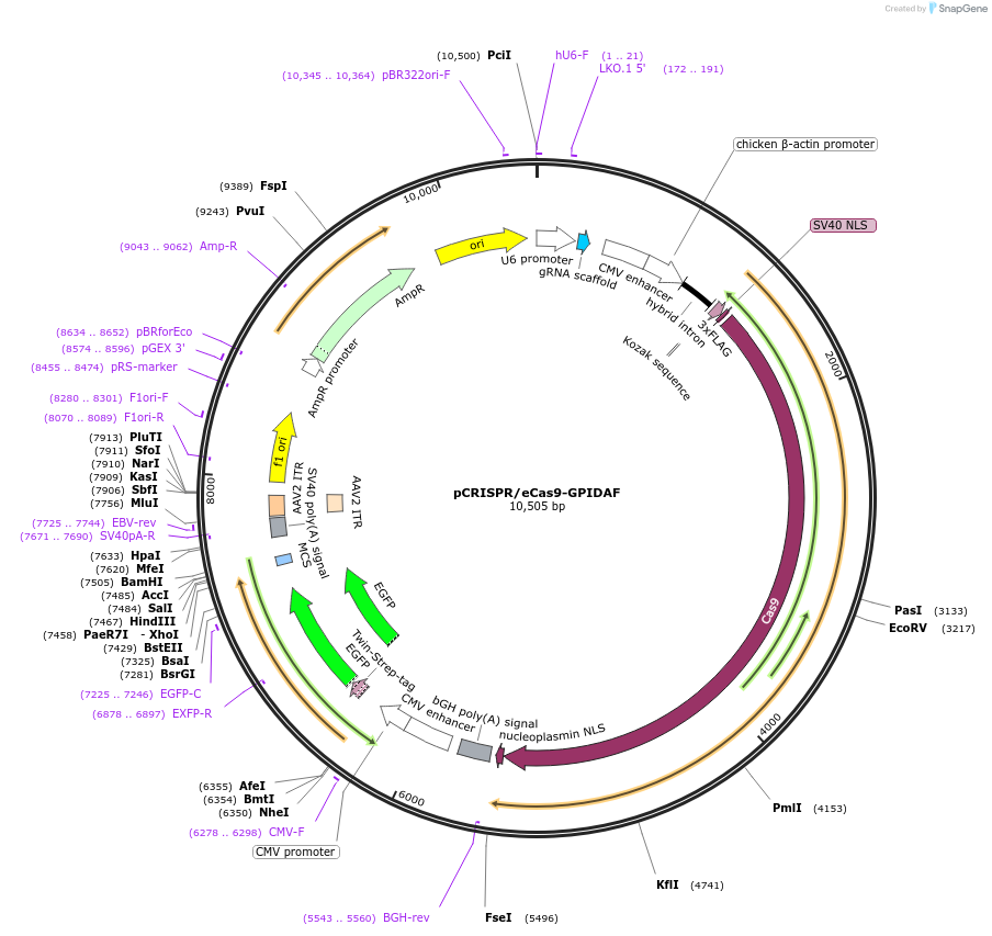 213710-plasmid-map-sequence-id-422954