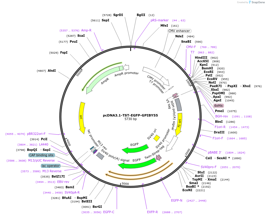 213711-plasmid-map-sequence-id-422955