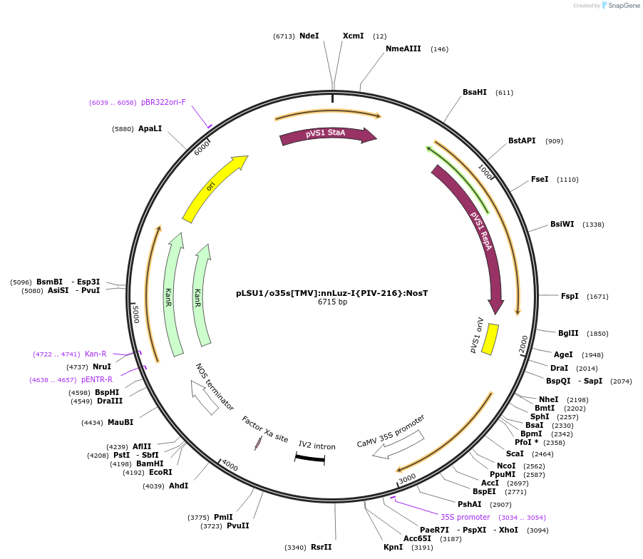 212186-plasmid-map-sequence-id-422956
