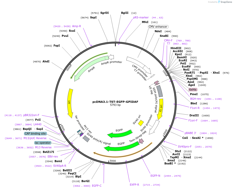 213712-plasmid-map-sequence-id-422961