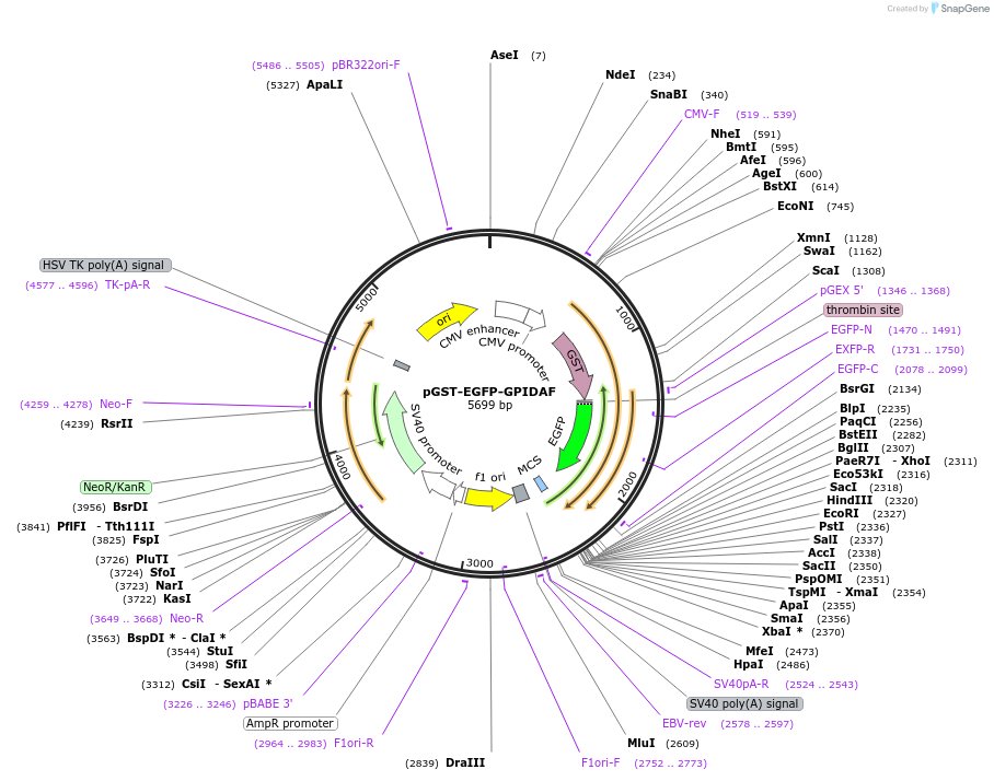 213713-plasmid-map-sequence-id-422963