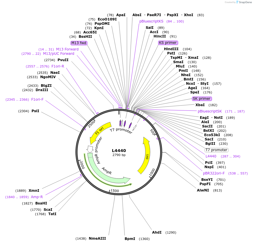 1654-plasmid-map-sequence-id-422970