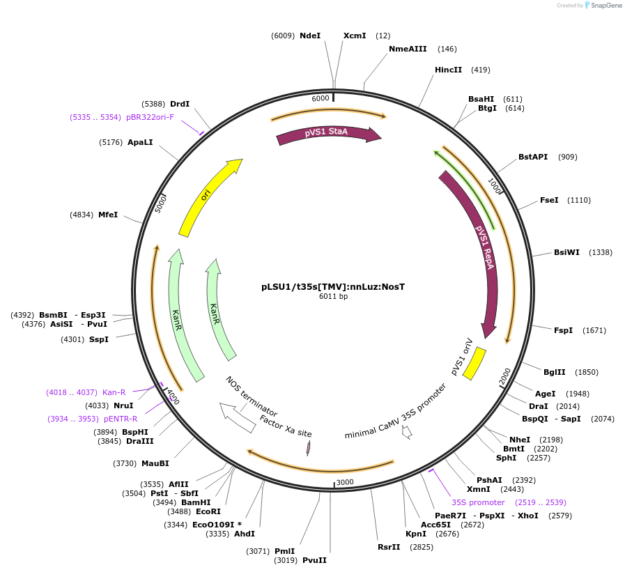 212188-plasmid-map-sequence-id-422977