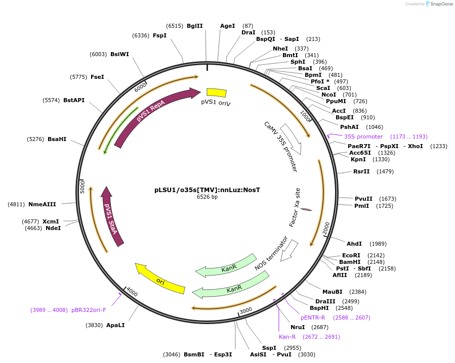 212189-plasmid-map-sequence-id-422982