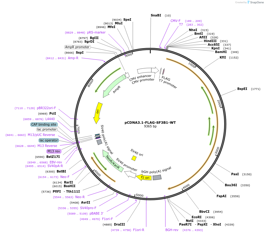 82576-plasmid-map-sequence-id-422983