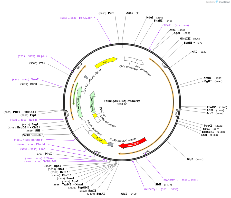 212008-plasmid-map-sequence-id-423007