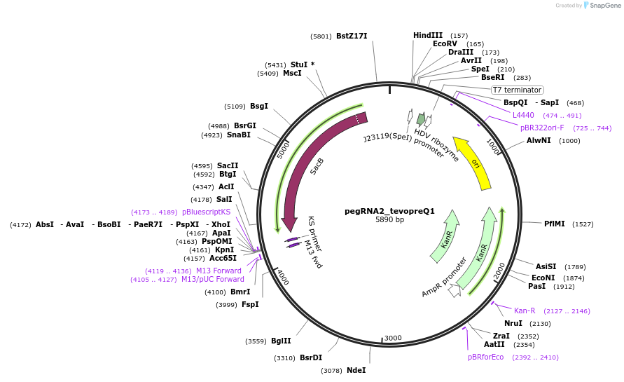 212039-plasmid-map-sequence-id-423076