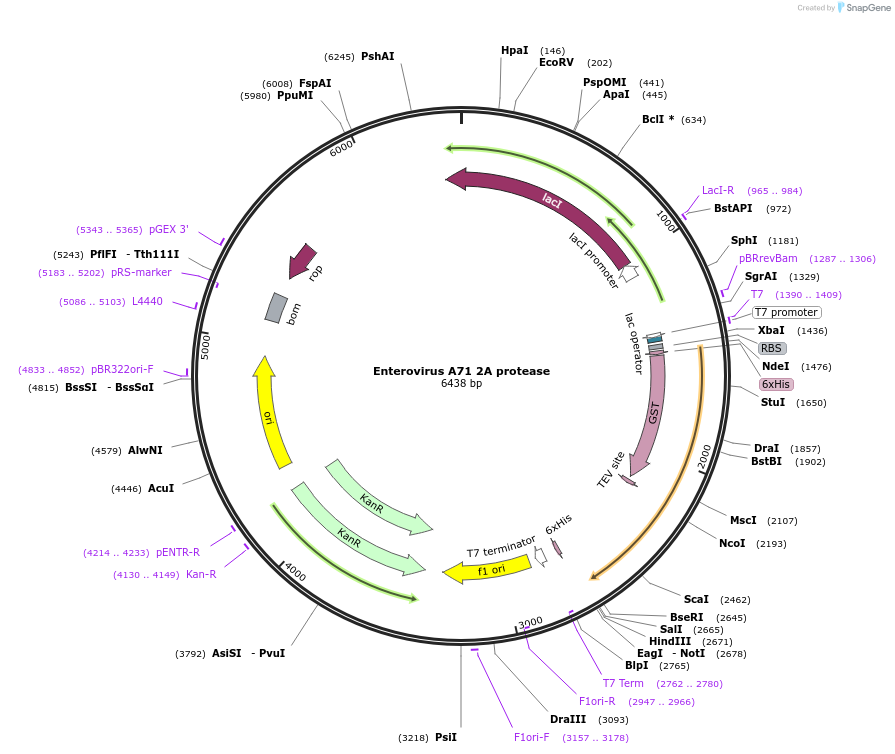 204812-plasmid-map-sequence-id-423081