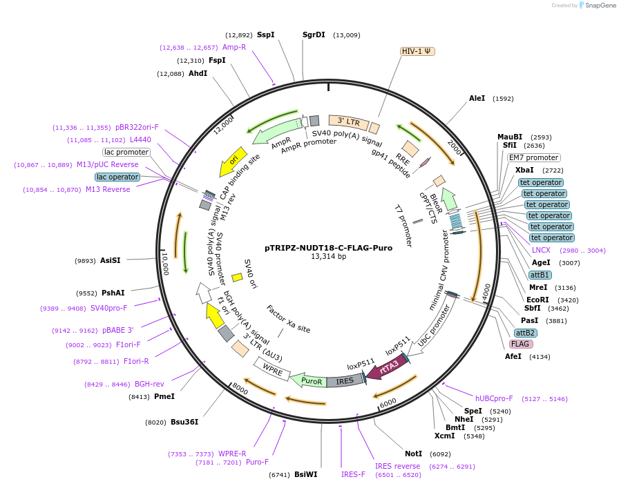 195181-plasmid-map-sequence-id-423109