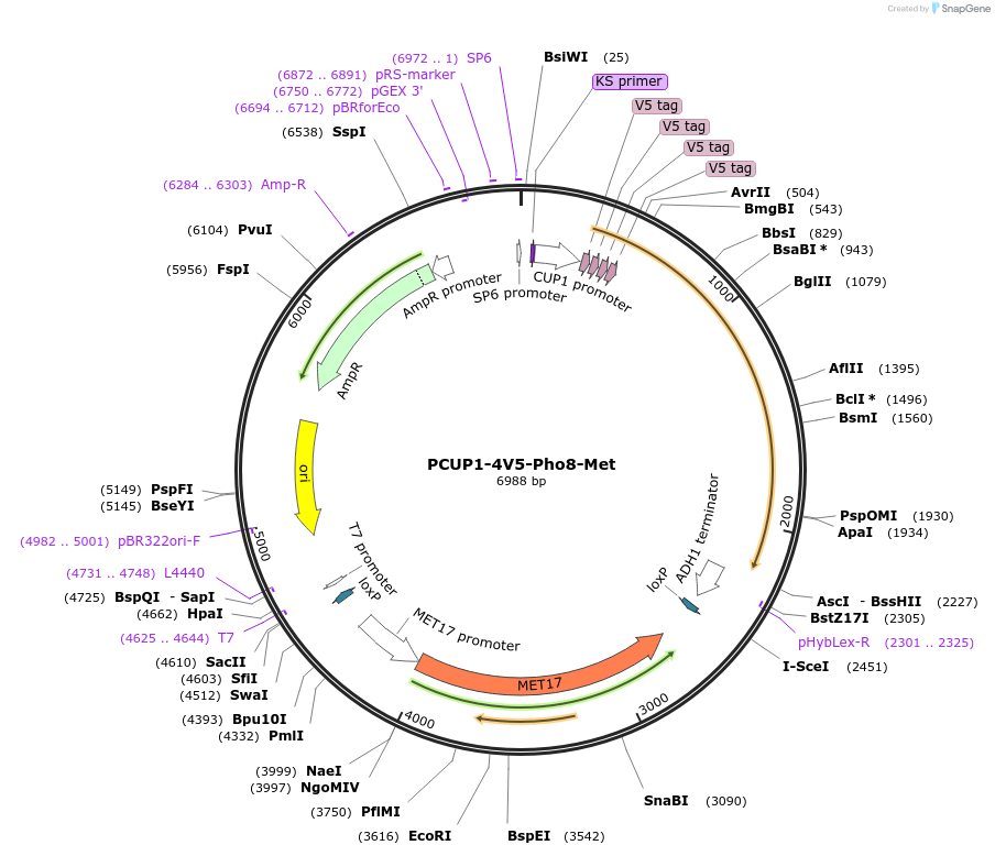 207029-plasmid-map-sequence-id-423111