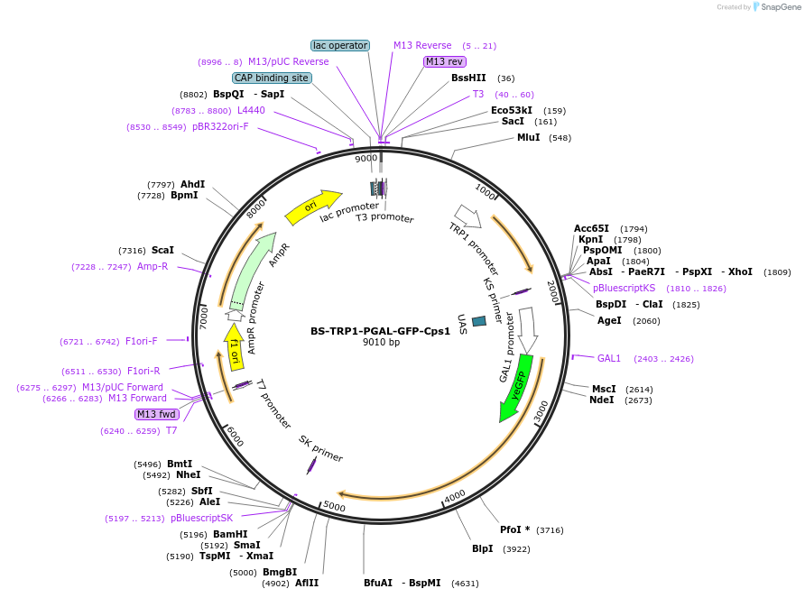 207030-plasmid-map-sequence-id-423112