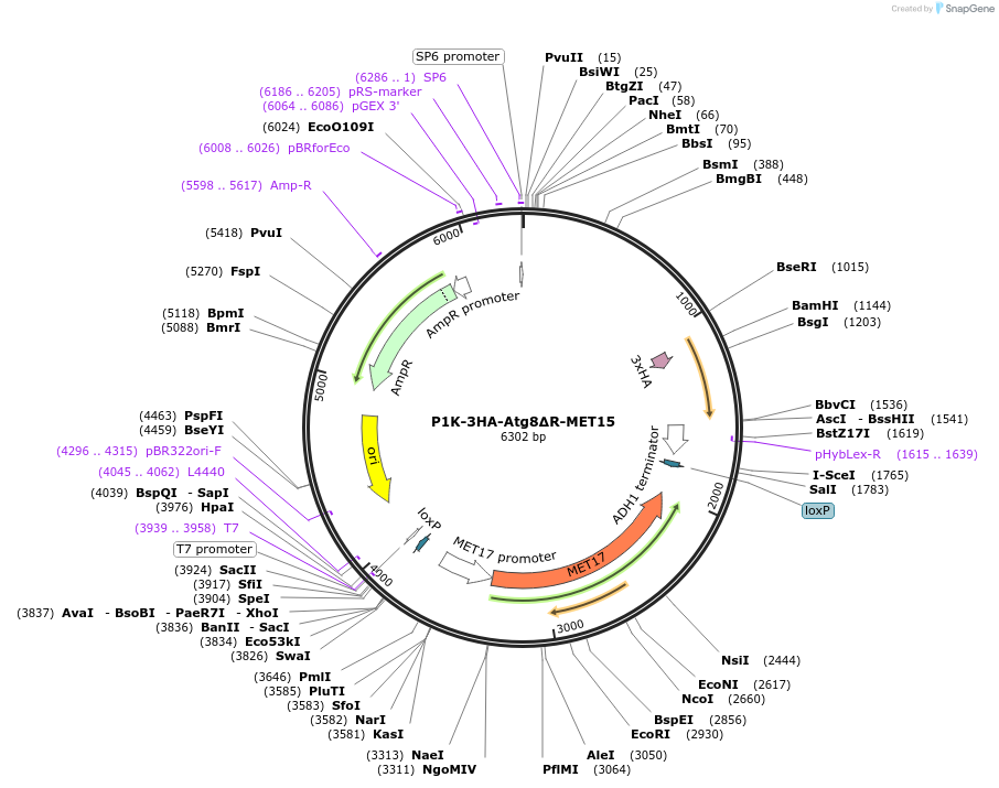 207034-plasmid-map-sequence-id-423113
