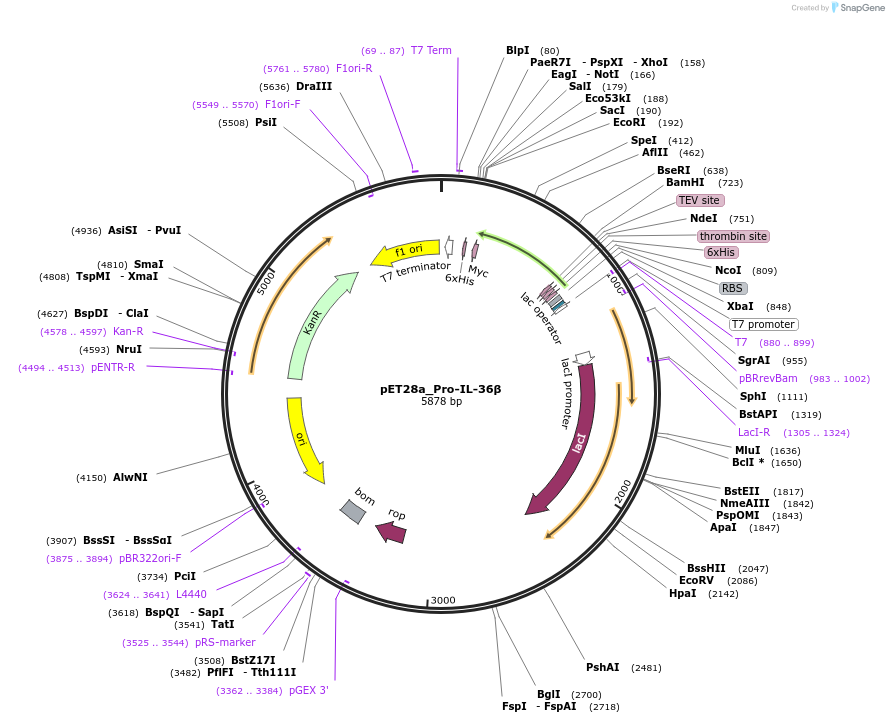 214344-plasmid-map-sequence-id-423132