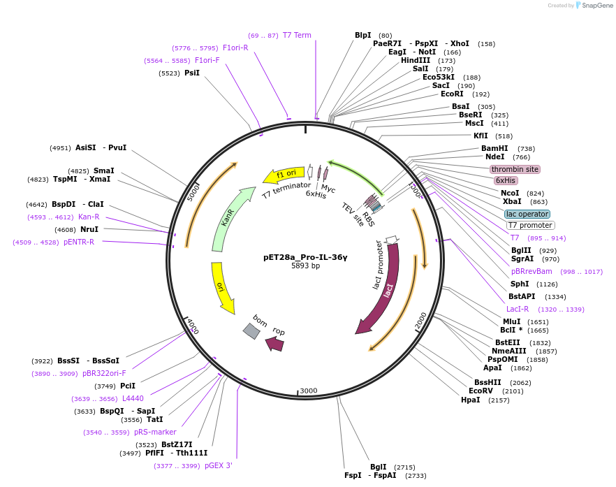 214345-plasmid-map-sequence-id-423136