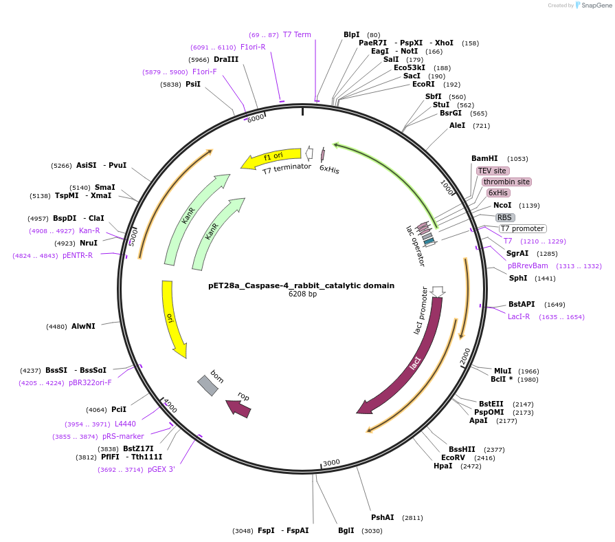 214330-plasmid-map-sequence-id-423140