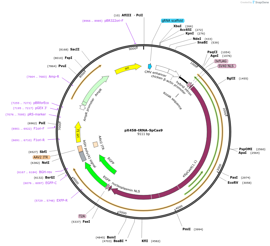 195183-plasmid-map-sequence-id-423143