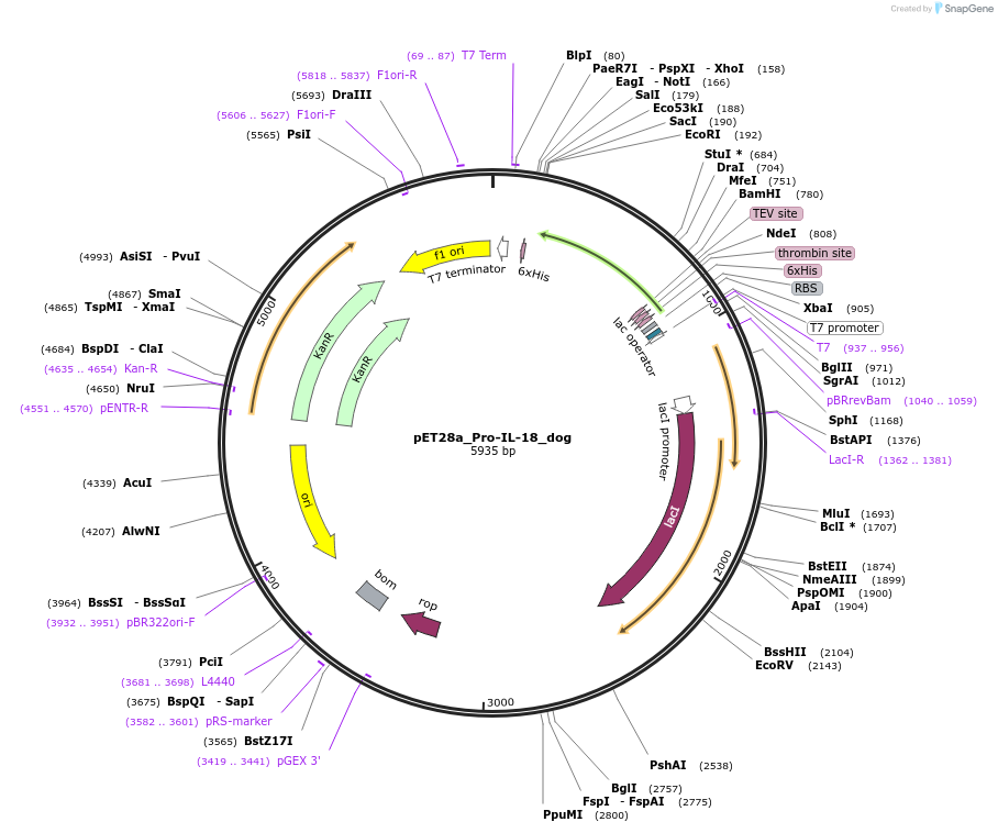 214336-plasmid-map-sequence-id-423144